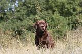 LABRADOR 064